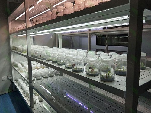 宁陵植物组织培养实验室设计建设方案